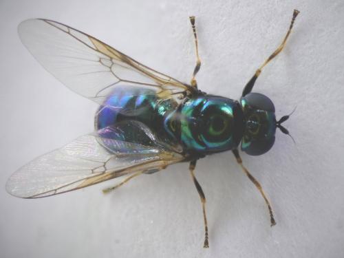 Réf. 181 673 : Microchrysa polita